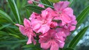 Oleander als Kübelpflanze für Balkon und Terrasse