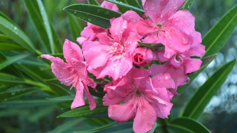 Oleander als Kübelpflanze für Balkon und Terrasse