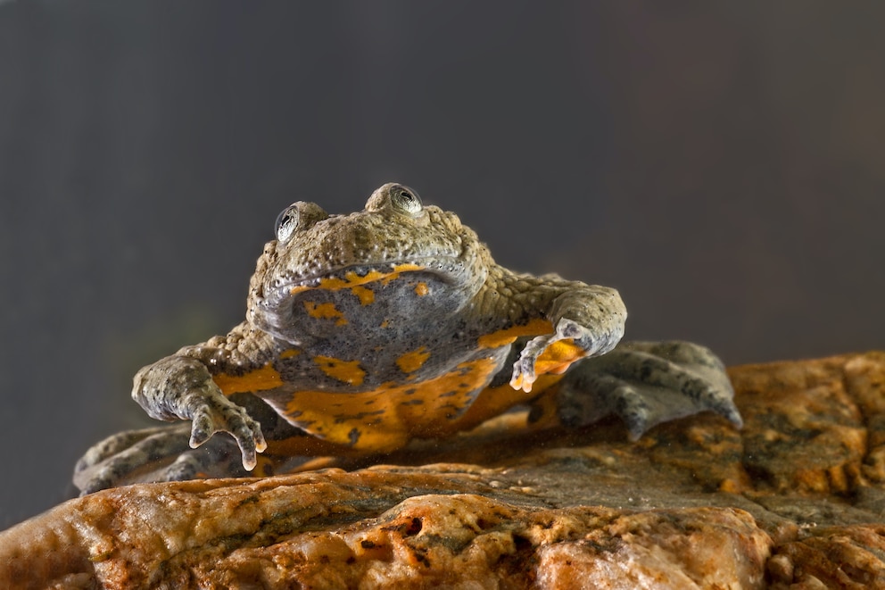 Giftige Tiere: Die Gelbbauchunke