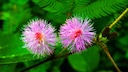 Mimosen im Garten: Zwei pinke Blüten der Mimose