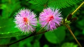 Mimosen im Garten: Zwei pinke Blüten der Mimose