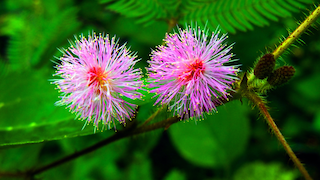 Mimosen im Garten: Zwei pinke Blüten der Mimose