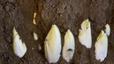 Chicorée Garten: Mehrere Köpfe von Chicorée ragen aus der Erde heraus
