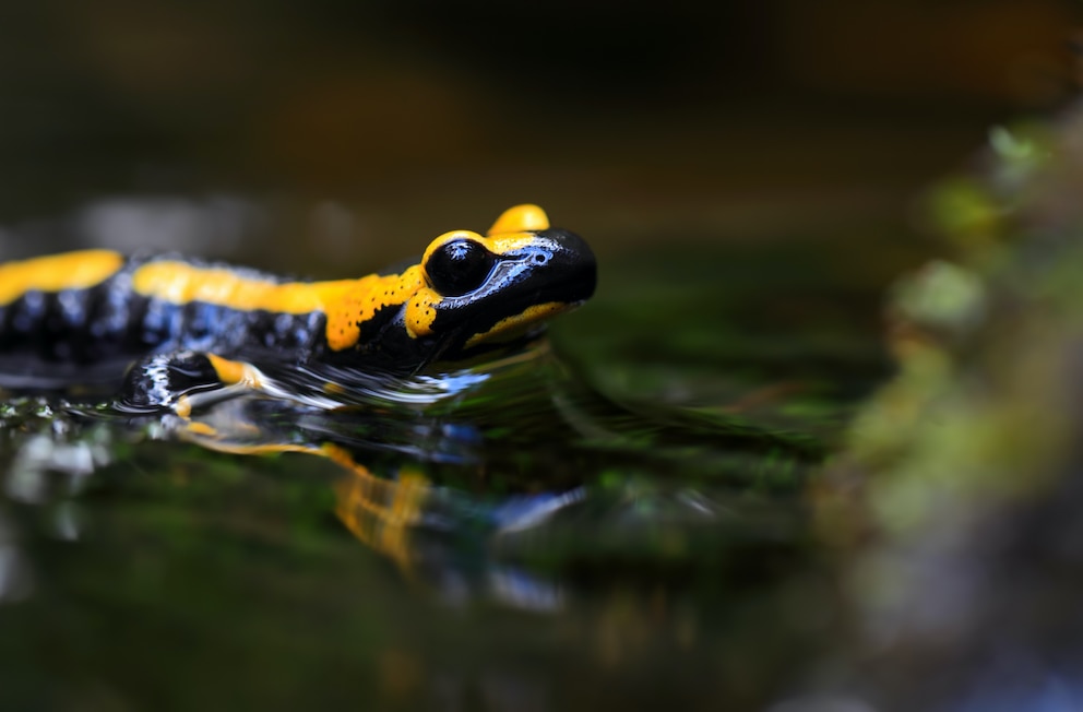 Der Feuersalamander zählt zu den giftigen Tieren in Deutschland