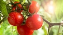 Tomaten Natron: Ein Trauch mit reifen Tomaten