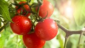 Tomaten Natron: Ein Trauch mit reifen Tomaten