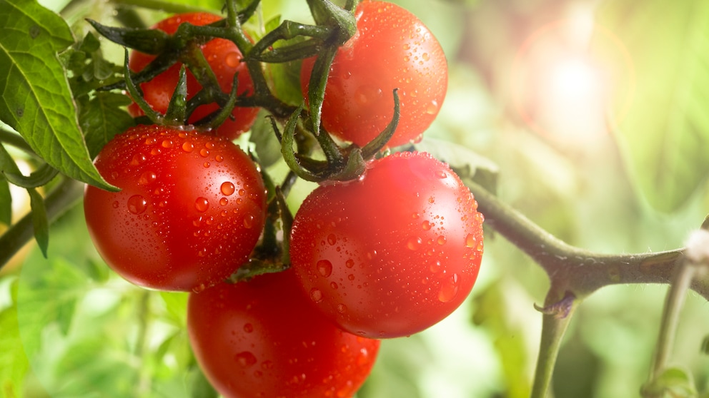 Tomaten Natron: Ein Trauch mit reifen Tomaten