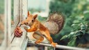 Ein Eichhörnchen balanciert auf dem Balkongeländer
