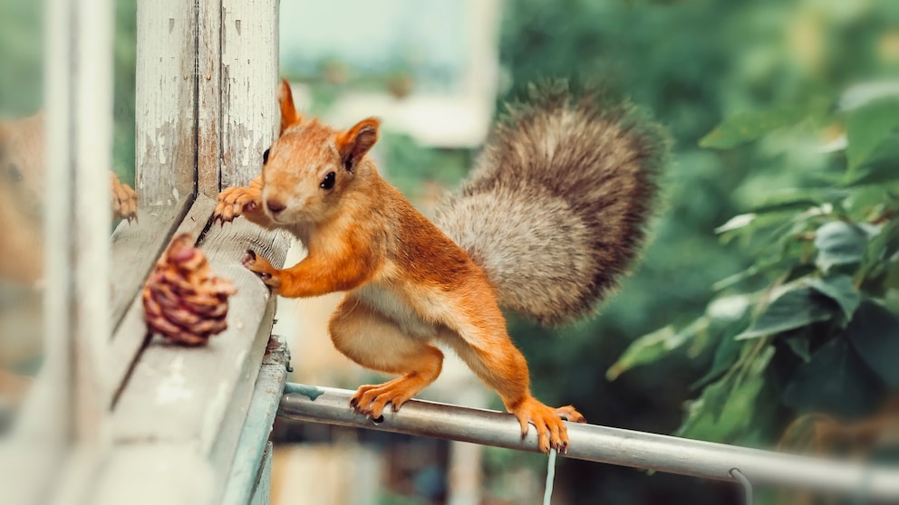 Ein Eichhörnchen balanciert auf dem Balkongeländer