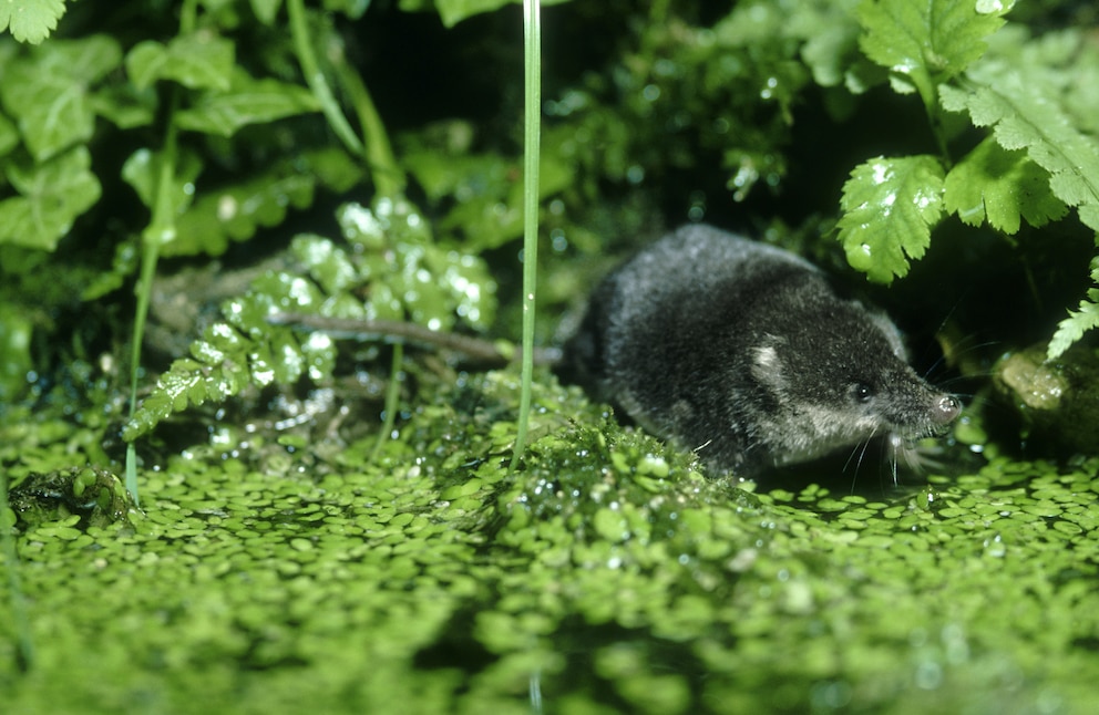 Giftige Tiere: Die Spitzmaus zählt zu ihnen