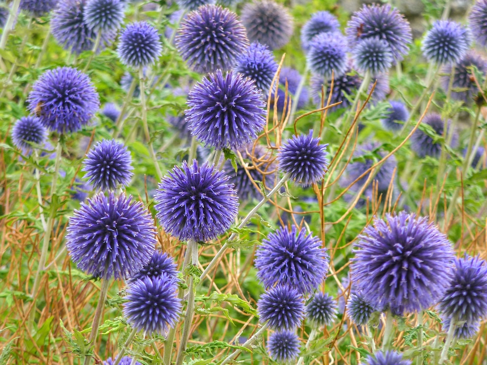 Kugeldistel im Garten pflanzen