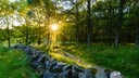 Natursteinmauer: Eine Natursteinmauer im Garten