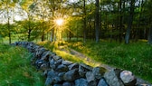 Natursteinmauer: Eine Natursteinmauer im Garten