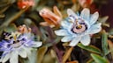 Pflanz- und Pflege-Tipps für die Passionsblume