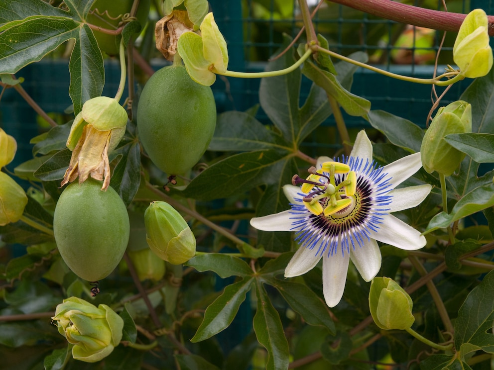Einige Arten der Passiflora tragen Früchte