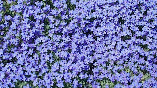 Blaukissen Polsterstauden