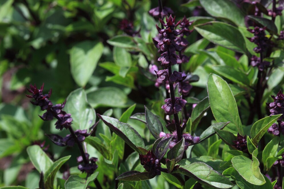 Asiatische Kräuter: Blätter und violette Blüte des Thai-Basilikums