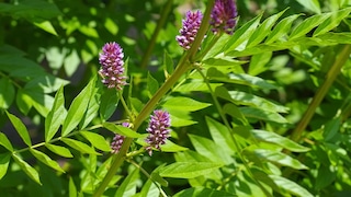 Süßholz im Garten: Violette Blütendolden von Süßholz