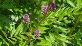 Süßholz im Garten: Violette Blütendolden von Süßholz