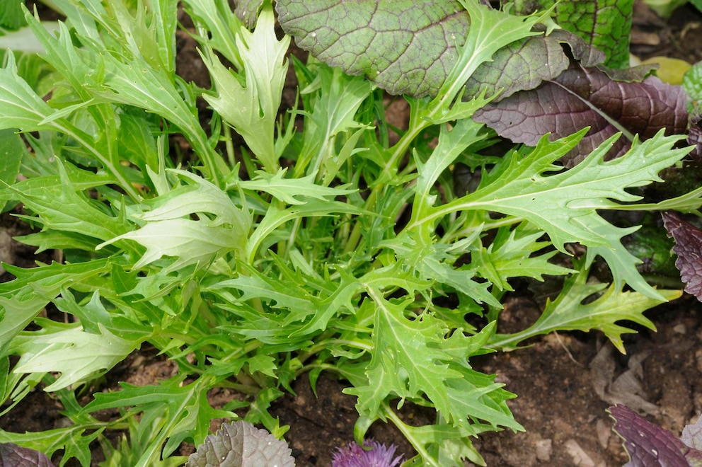 asiatische Kräuter: Blätter von asiatischem Salat Mizuna