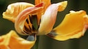 verblühte Zwiebelblumen: verblühte Tulpe