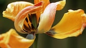 verblühte Zwiebelblumen: verblühte Tulpe