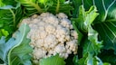 Blumenkohl im Garten anpflanzen und richtig pflegen