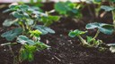 Pflege-Tipps für Erdbeeren im April