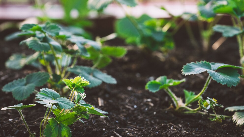 Pflege-Tipps für Erdbeeren im April