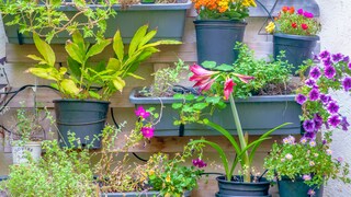 vertikaler Garten: Verschiedene Pflanzen in verschiedenen Gefäßen auf unterschiedlicher Höhe