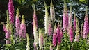 pinker und weißer Fingerhut