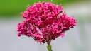 Hildegard von Bingen Heilkräuter: Baldrian mit violetter Blüte