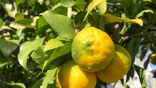 Yuzu im Garten: Drei goldgelbe Früchte der japanischen Yuzu am Baum