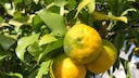 Yuzu im Garten: Drei goldgelbe Früchte der japanischen Yuzu am Baum