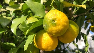 Yuzu im Garten: Drei goldgelbe Früchte der japanischen Yuzu am Baum