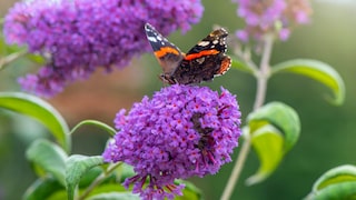 Sommerflieder wird auch Schmetterlingsflieder genannt