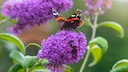Sommerflieder wird auch Schmetterlingsflieder genannt
