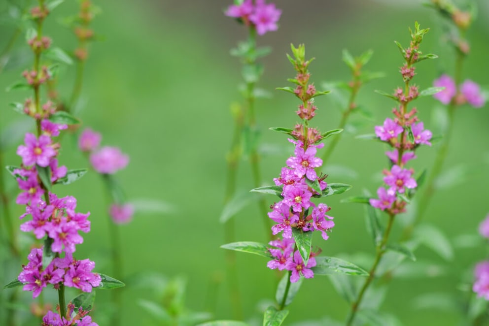 Pflanzen nicht im Garten: Lythrum mit violetten Blütenstauden