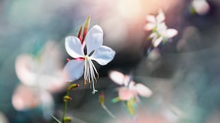 Prachtkerzen: Filigrane Blüte der Prachtkerze