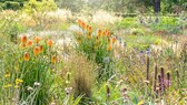 Präriegarten: Eine Sommerwiese mit vielen bunten Blumen