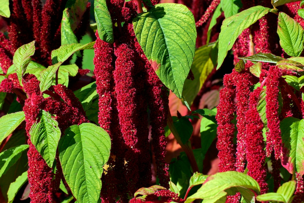 Pflanzen nicht im Garten: Amarant mit roten Blütendolden