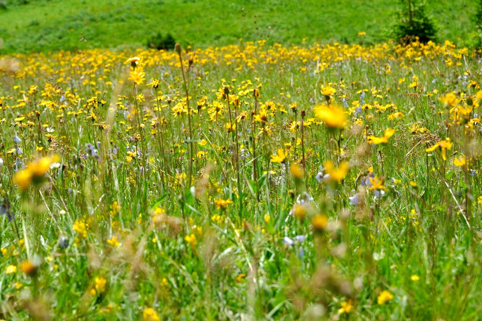 Hildegard von Bingen Heilkräuter: Arnica