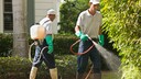 Unkrautvernichtungsmittel: Zwei Männer besprühen Pflanzen im Garten mit Unkrautvernichtungsmitteln