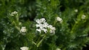 Kümmel: Echter Kümmel mit weißen Blüten