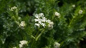 Kümmel: Echter Kümmel mit weißen Blüten