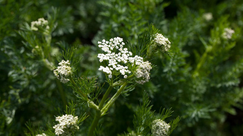 Kümmel: Echter Kümmel mit weißen Blüten