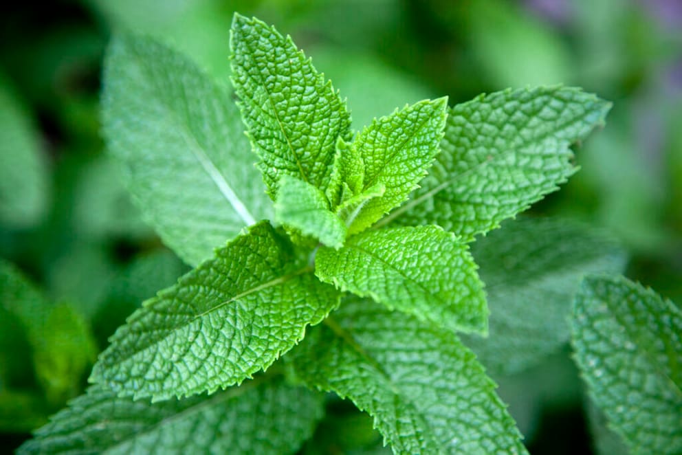 Pflanzen nicht im Garten: Blüten von einer Minze