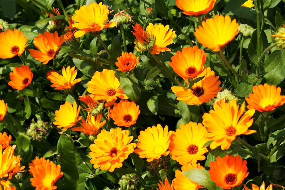 Hildegard von Bingen Heilkräuter: orangene Blüten von Calendula