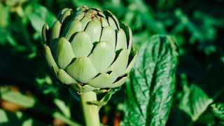 Artischocken im Garten: Artischocke mit grünen Blättern
