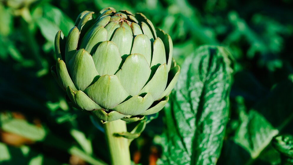 Artischocken im Garten: Artischocke mit grünen Blättern